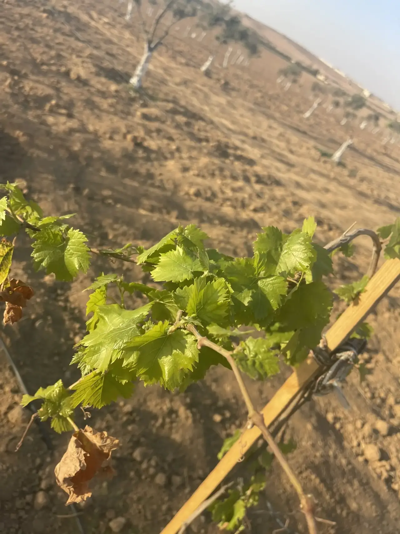 Land for sale in Dalilet Al-Hamaideh – photo 13