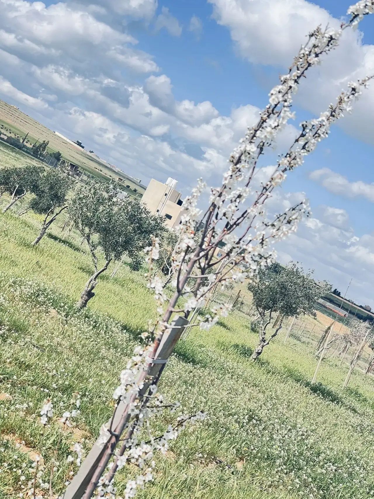 Land for sale in Dalilet Al-Hamaideh – photo 8