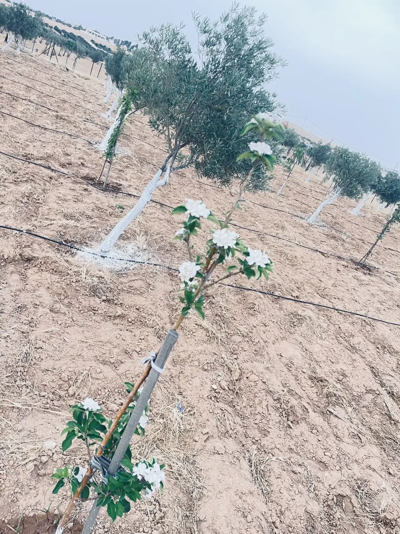 Land for sale in Dalilet Al-Hamaideh – photo 11