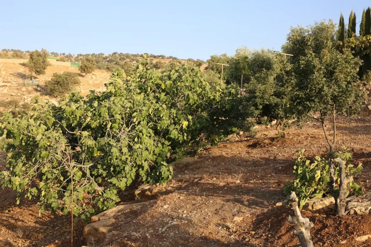 Land for sale in Al-Mastaba – photo 5