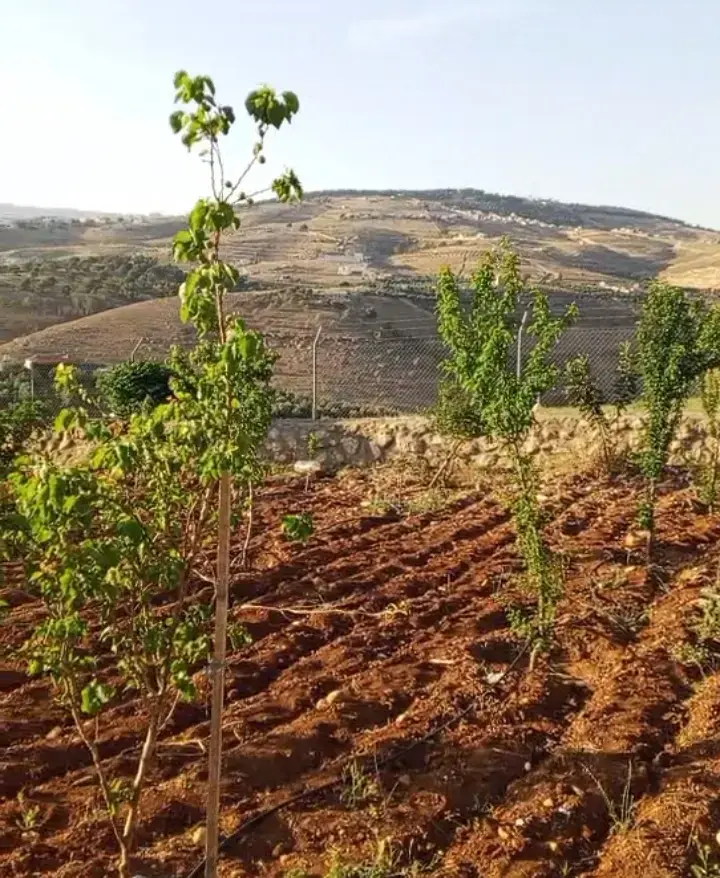 مزرعة بنظام ري بالتنقيط في عنيبة بجرش، عليها شاليه دوبلكس 200 م² عظم