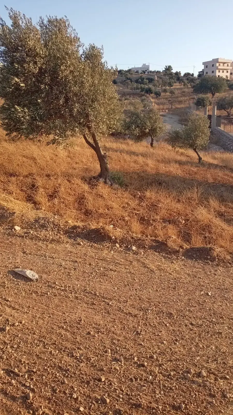 2.5 dunum olive plot with mountain views for sale in Marsa', next to Al-Mastaba