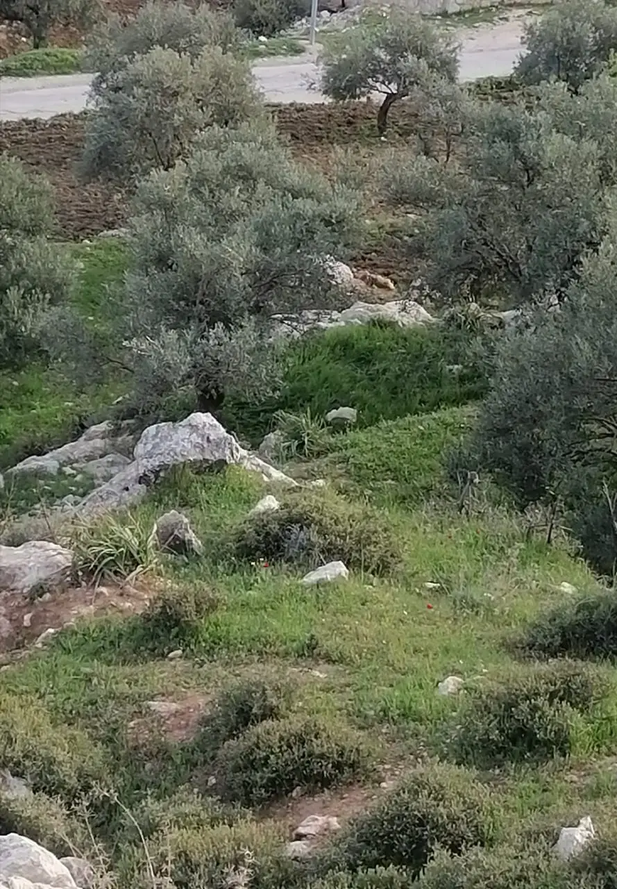 Land for sale in Soof – photo 8
