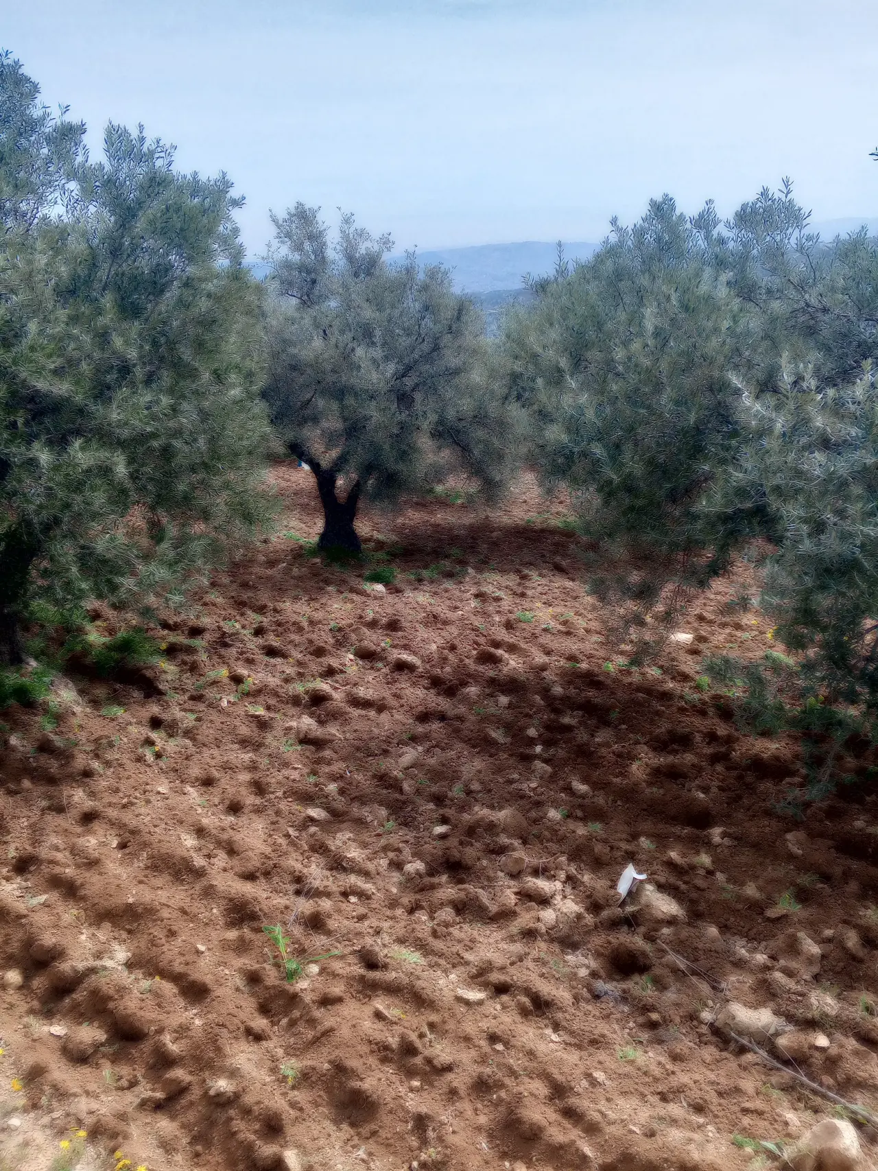 Land for sale in Soof – photo 3