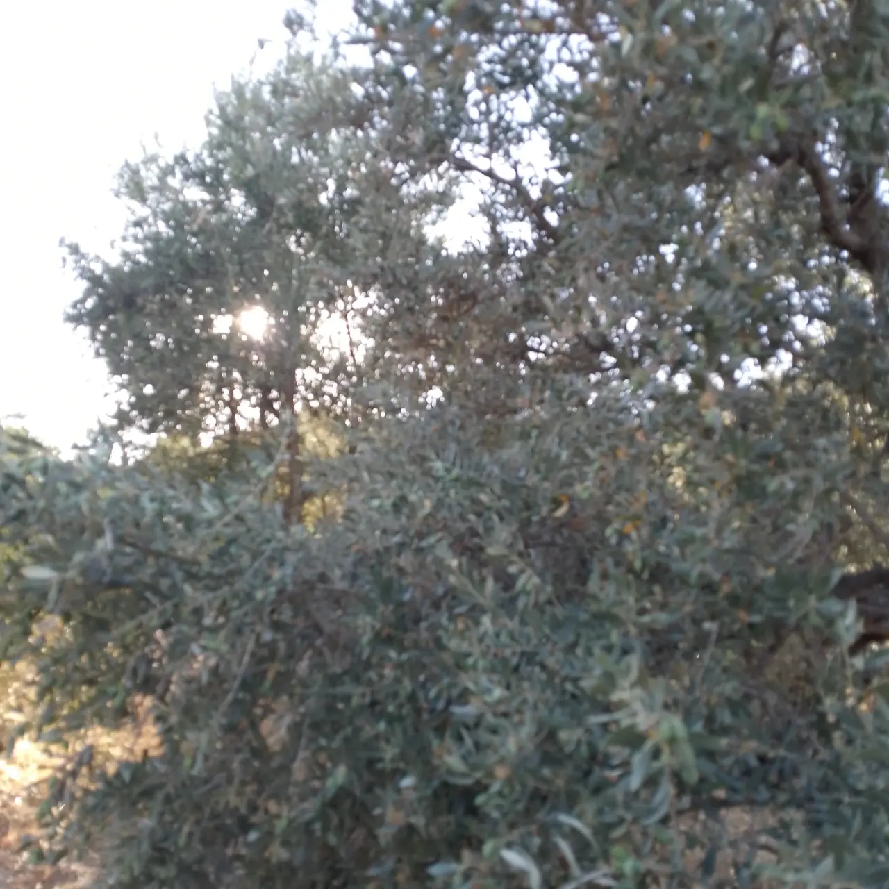 Land for sale in Soof – photo 12