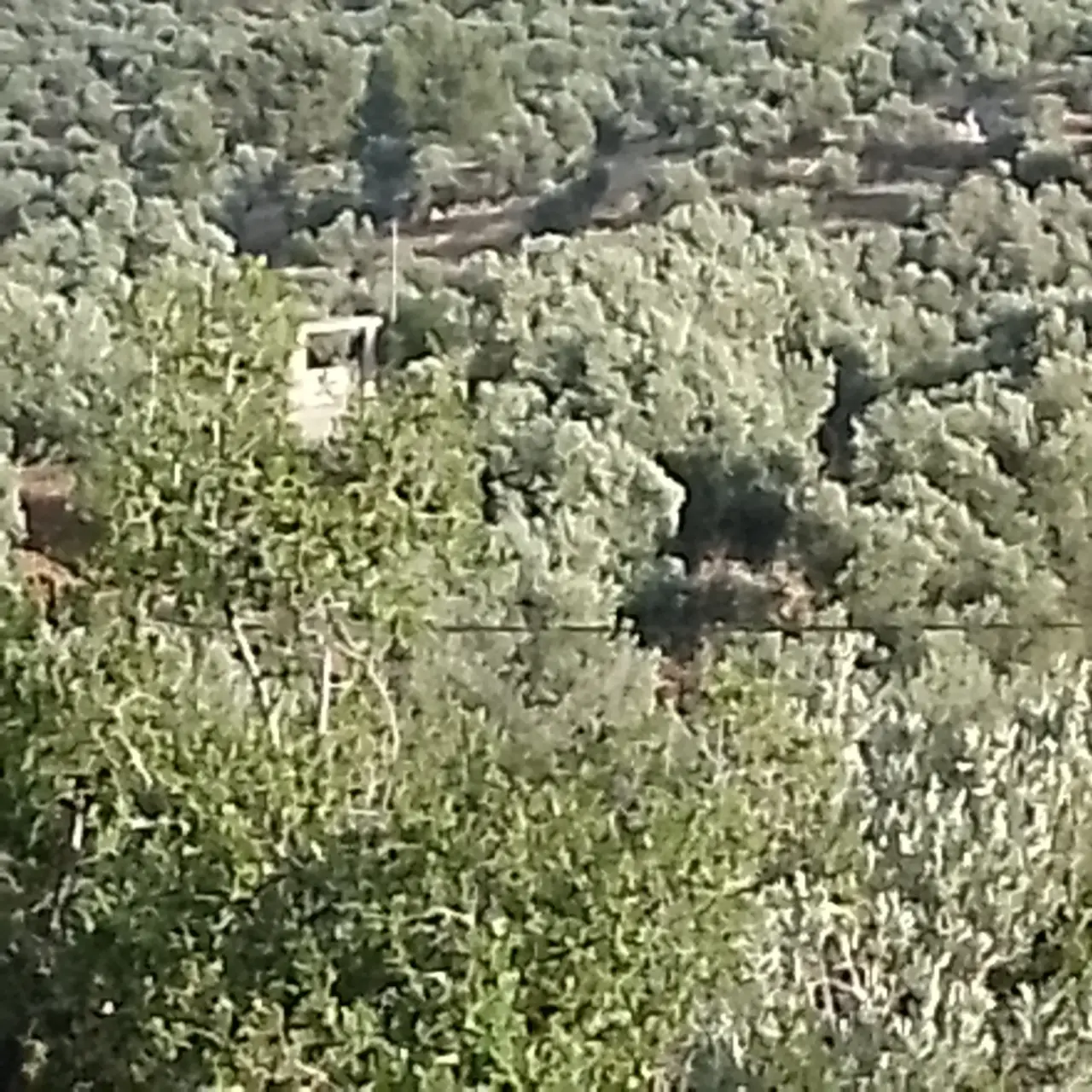 Land for sale in Soof – photo 10