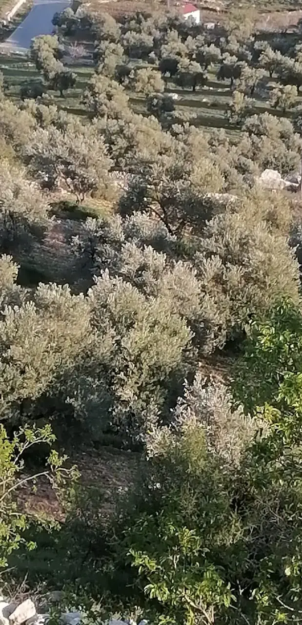 Land for sale in Soof – photo 7