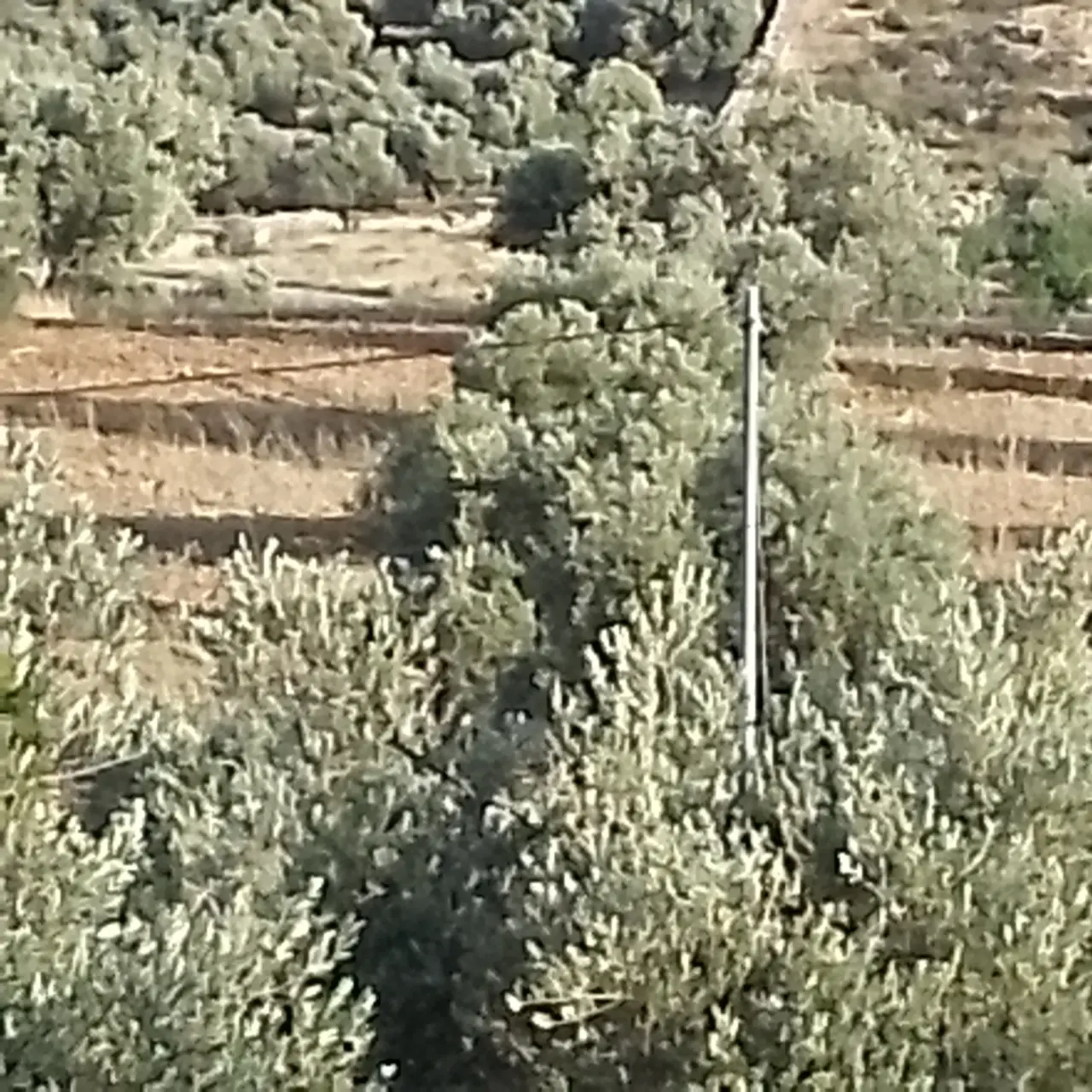 Land for sale in Soof – photo 11