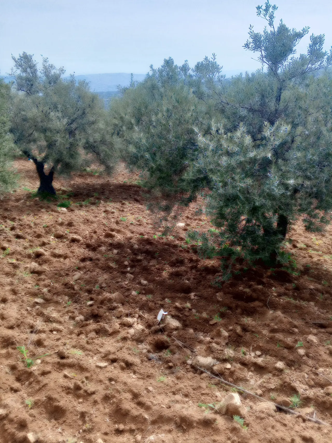 Land for sale in Soof – photo 13