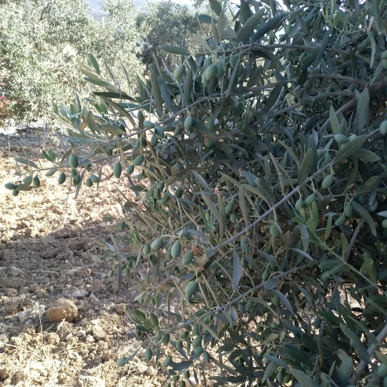 Land for sale in Soof – photo 6