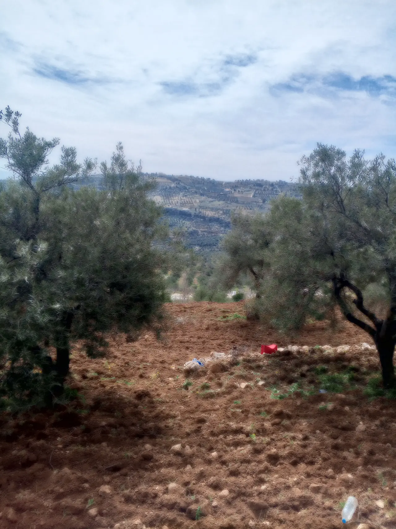 8,848 m² olive and almond farm for sale between Soof and Thaghrat Asfour, Jerash