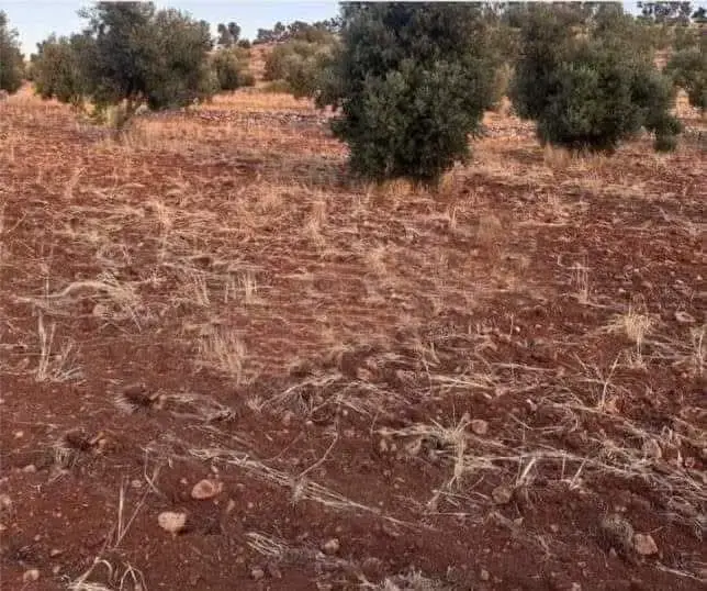 Land for sale in Dahl – photo 4