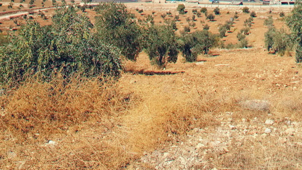 Dahl olive plot of 3.5 dunums on the Jerash-Zarqa road, independent title