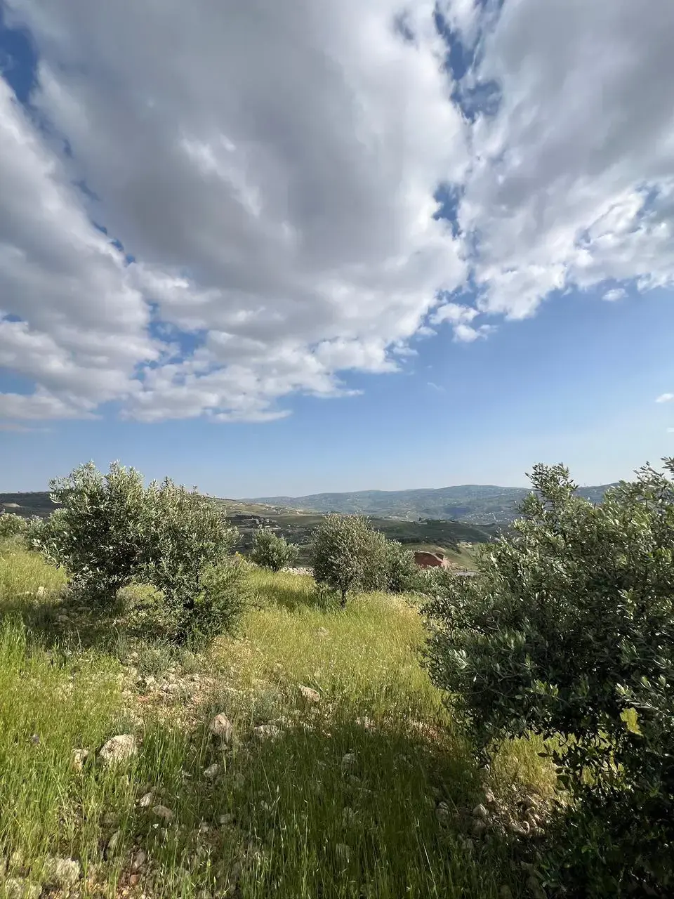 Land for sale in Al-Rashaida – photo 4