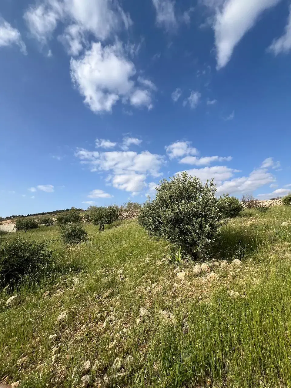 Olive plot with royal panoramic views for sale behind Jerash University, Al-Rashaida
