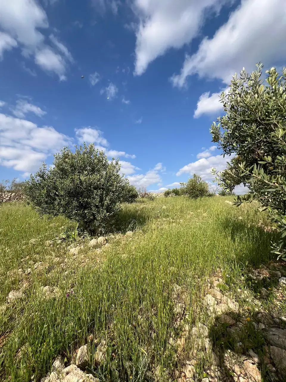 Land for sale in Al-Rashaida – photo 2
