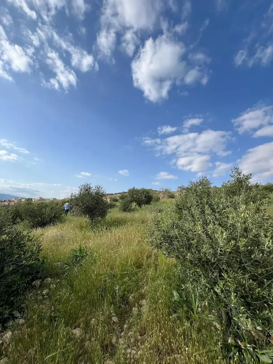 Land for sale in Al-Rashaida – photo 5