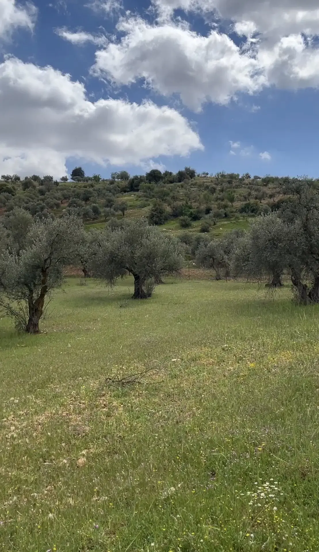Land for sale in Kufor Khal – photo 3