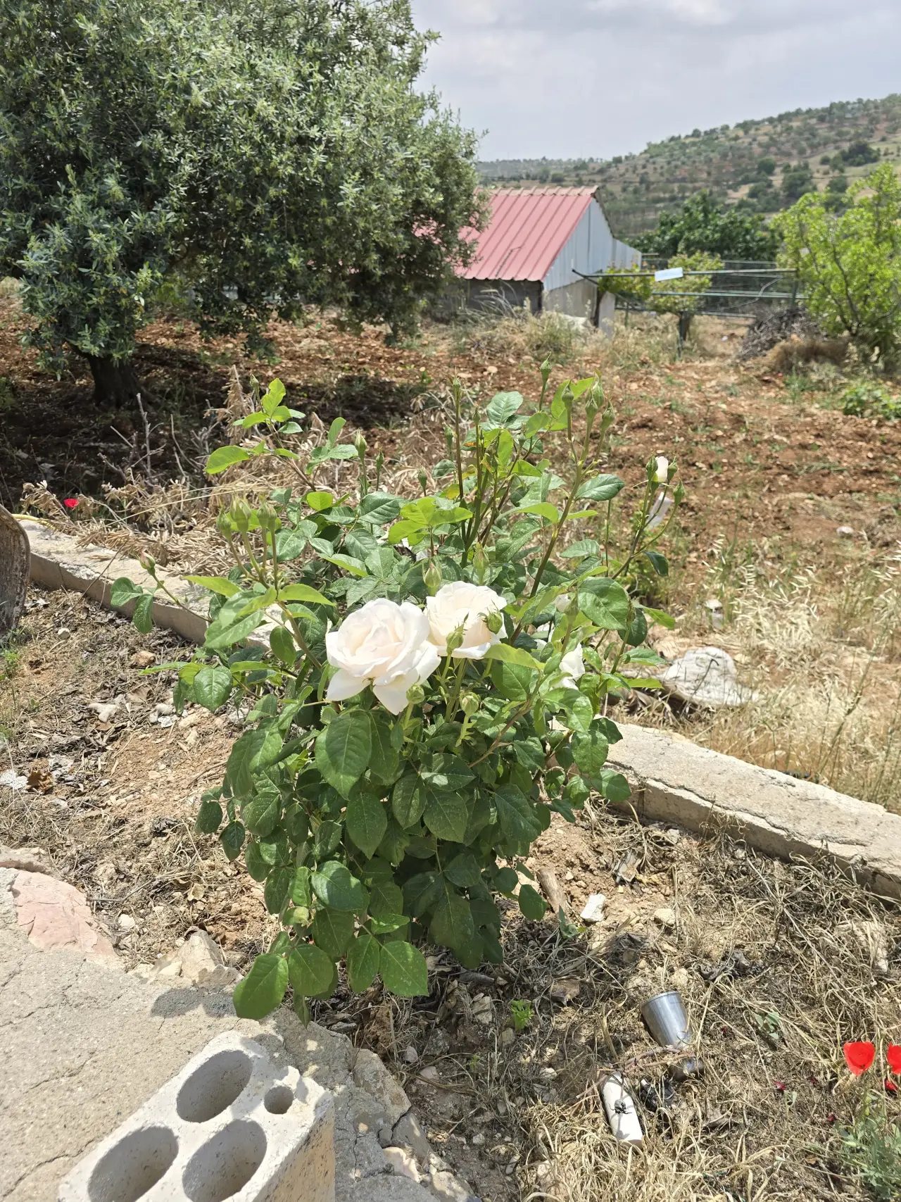 أرض للبيع في Kufor Khal – صورة 15