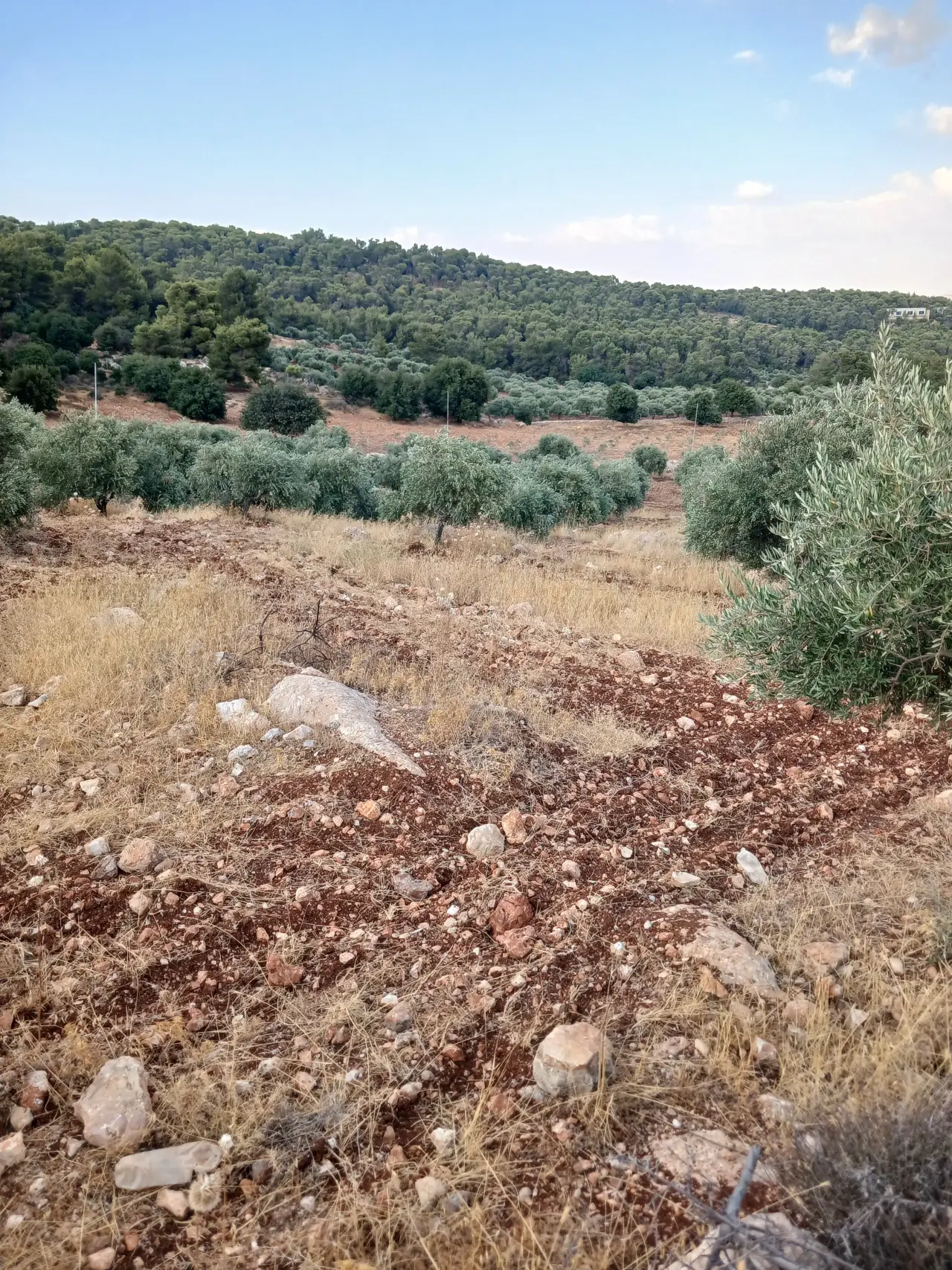 Land for sale in Debbin – photo 4