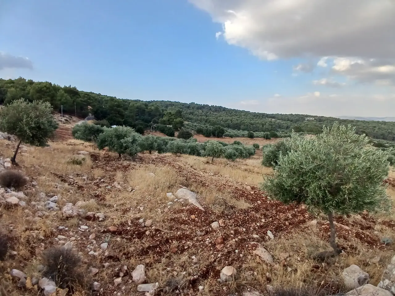Land for sale in Debbin – photo 5