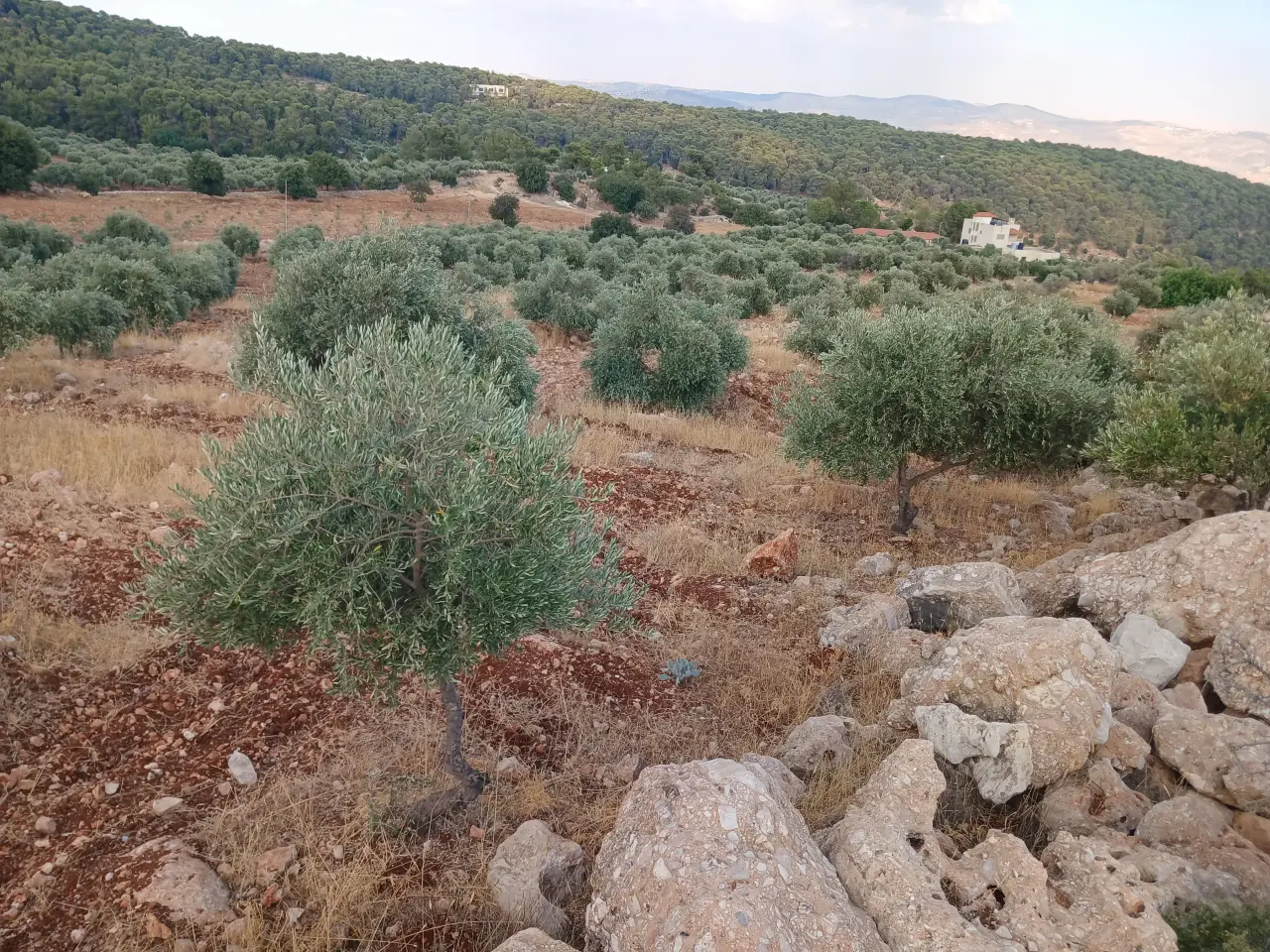 Land for sale in Debbin – photo 10