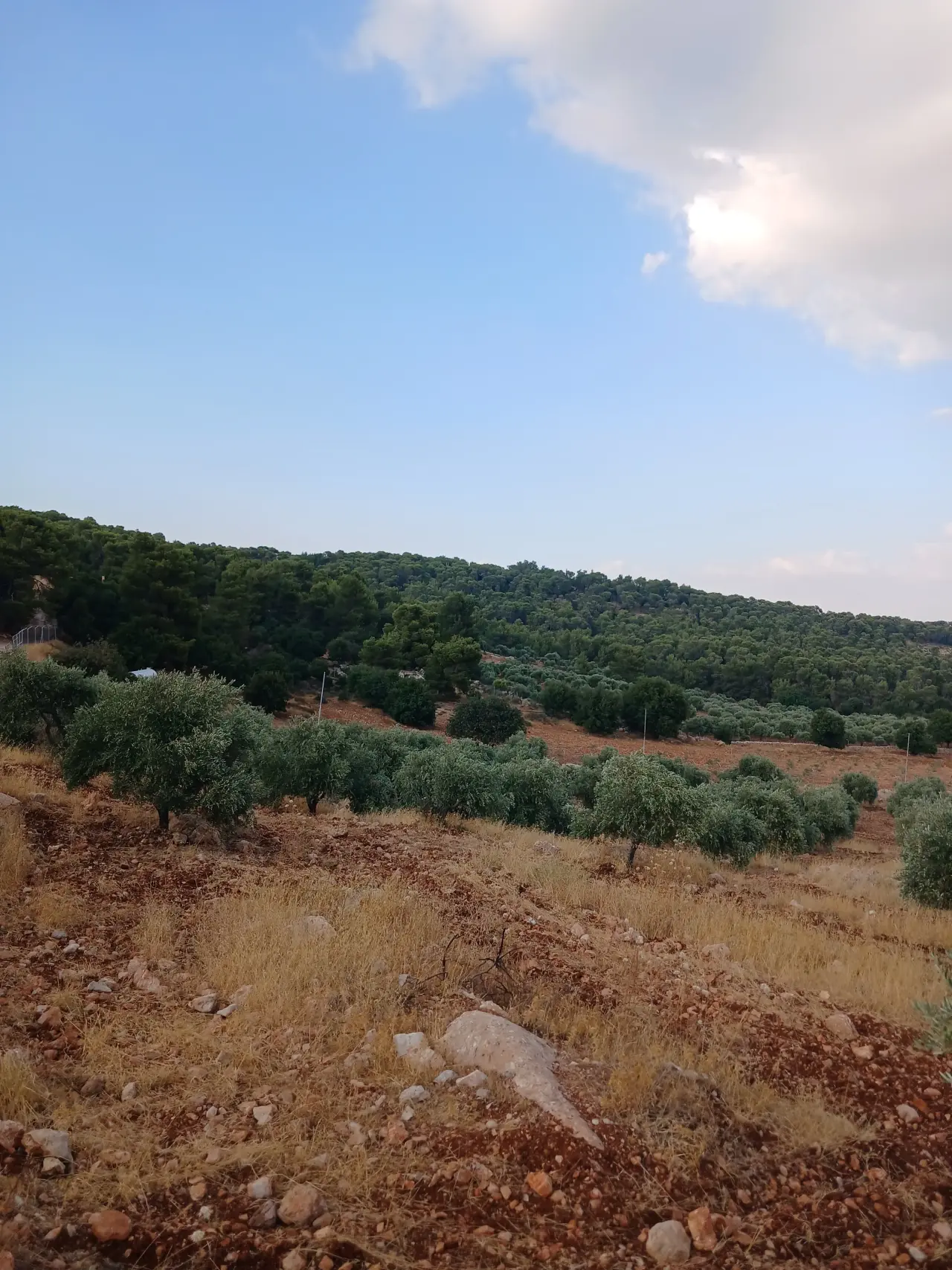 Land for sale in Debbin – photo 2