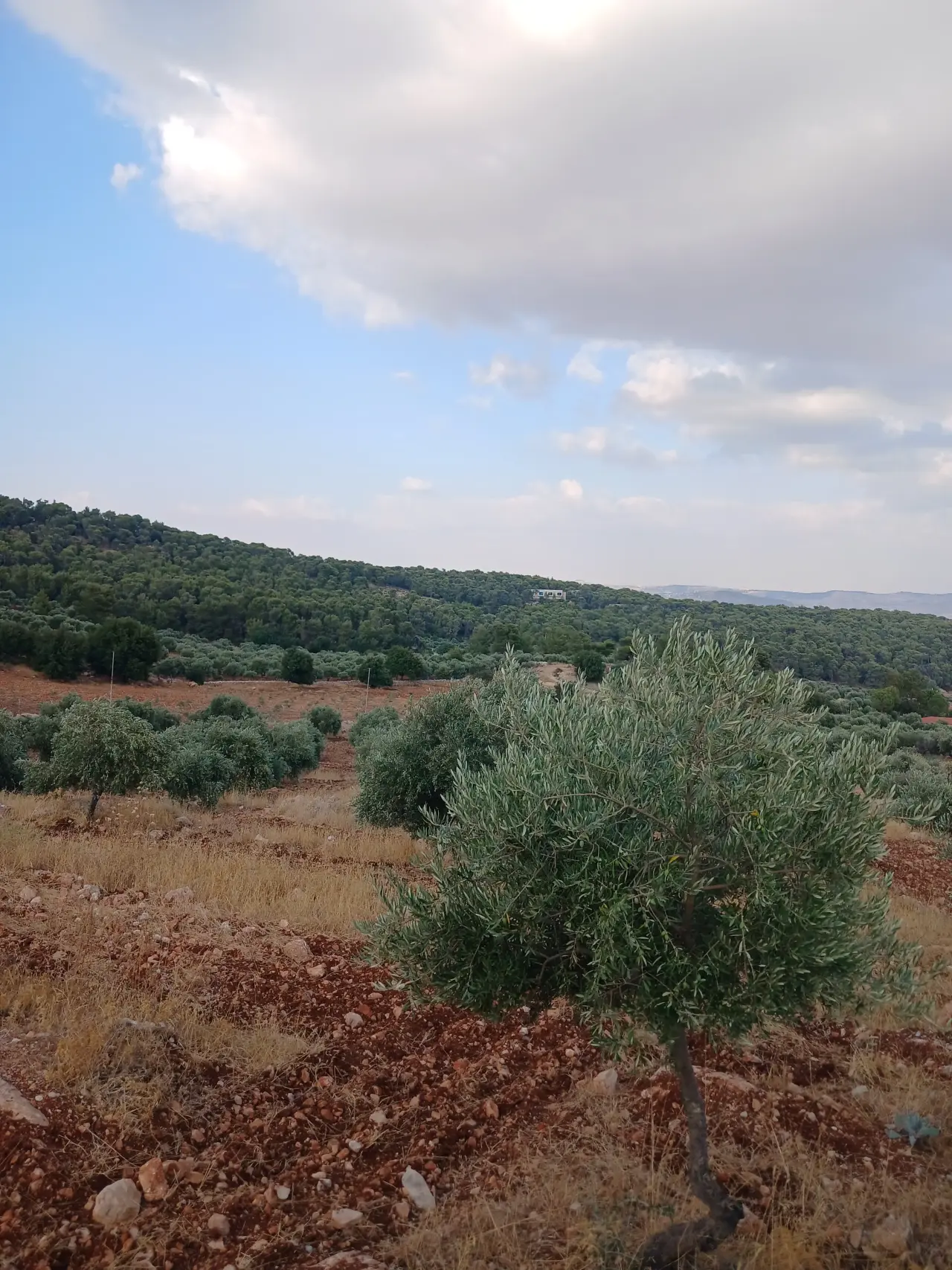 Land for sale in Debbin – photo 3