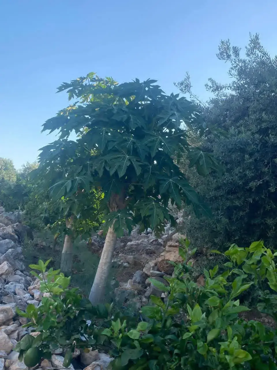 أرض للبيع في Kuforanja – صورة 3
