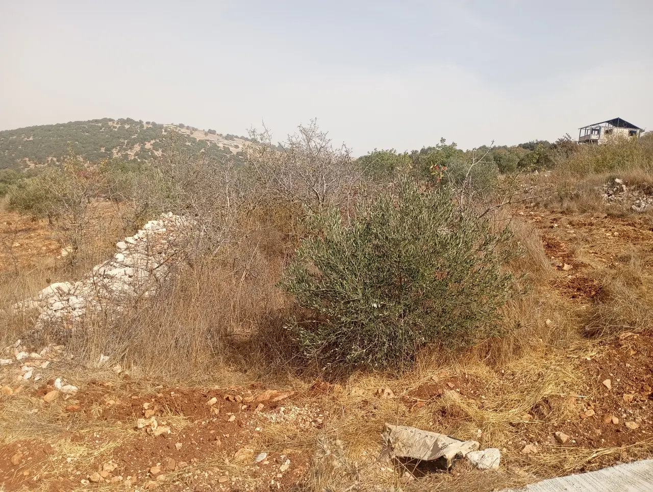 Land for sale in Downtown – photo 3