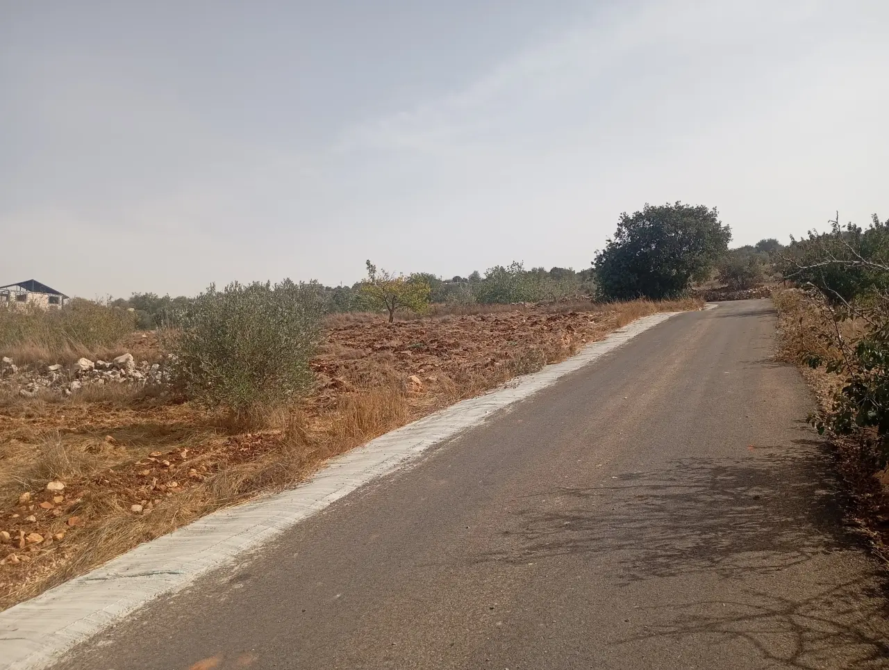 616 m² plot with olive trees on a 6 m street for sale in Ajloun town