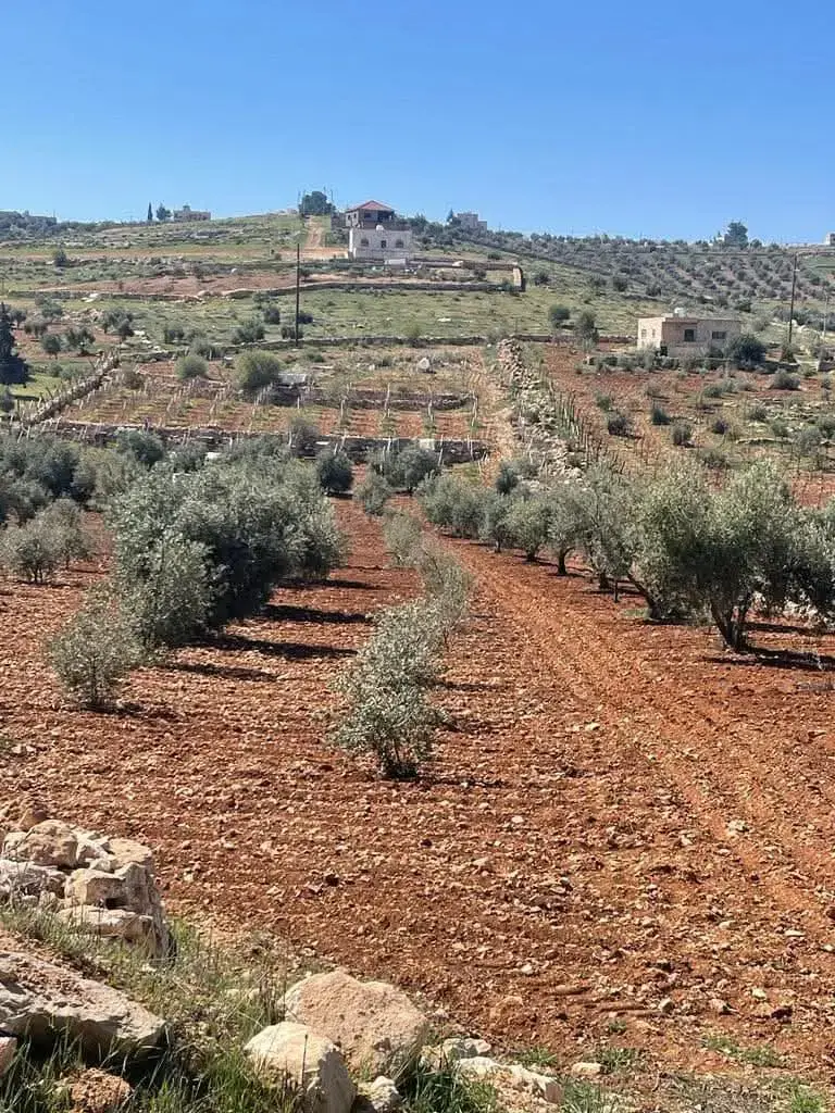 Hamamat Al-Ulaymat near Rhab: 10-dunum farm with vines, olives and a well