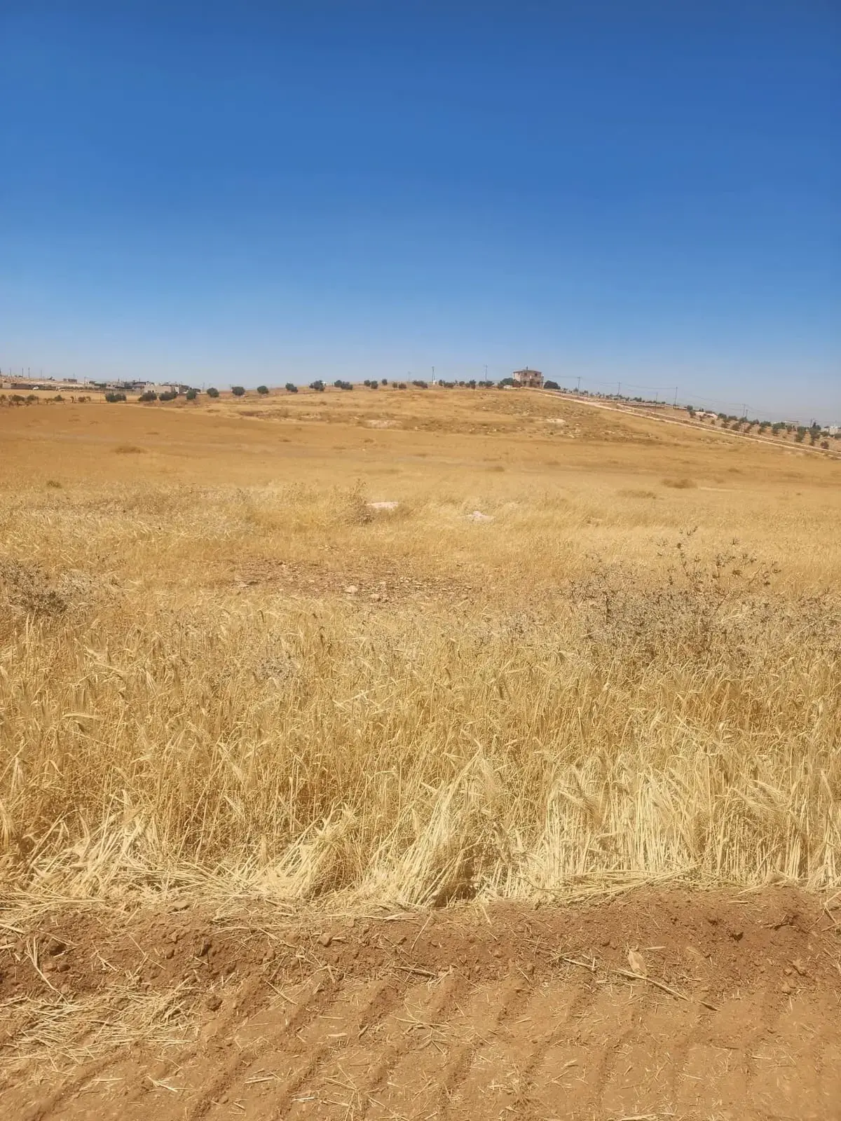 Land for sale in Rhab – photo 6