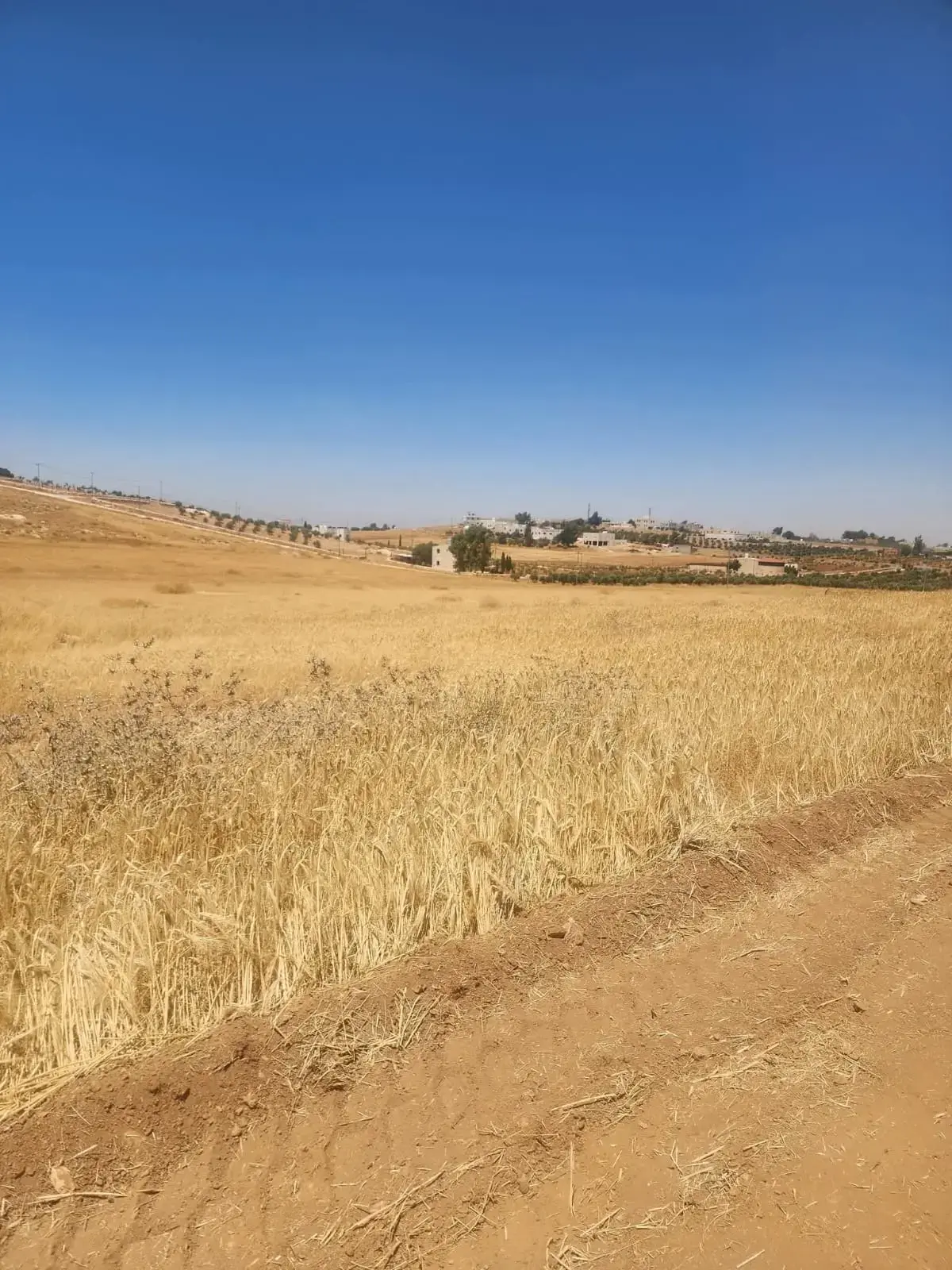Land for sale in Rhab – photo 9