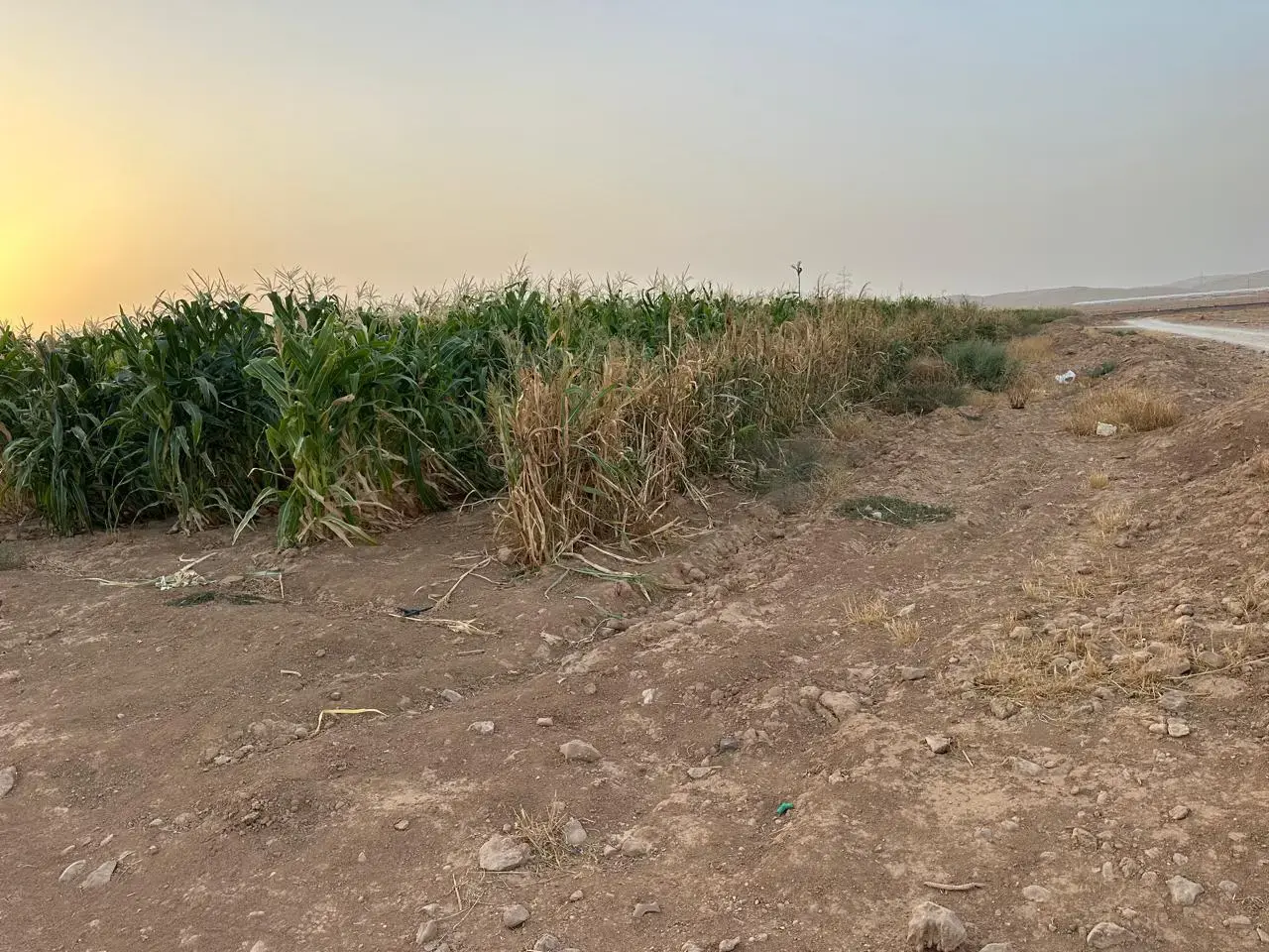 Land for sale in Thaghrat Al-Gub – photo 2
