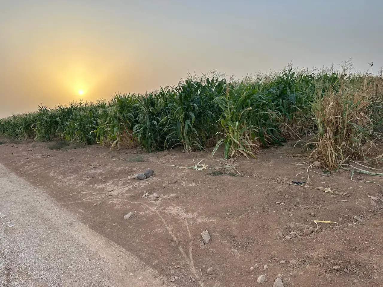 Land for sale in Thaghrat Al-Gub – photo 8