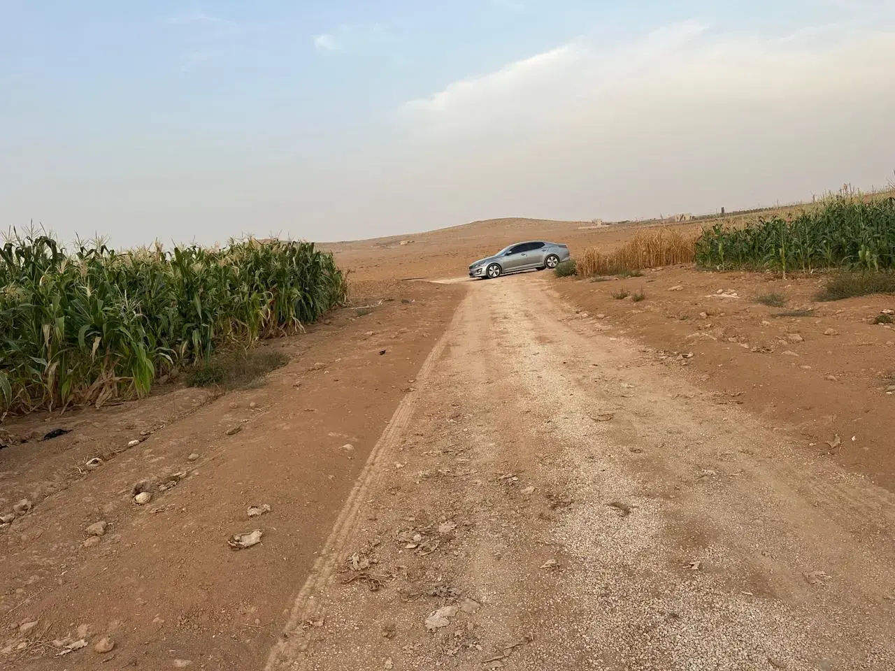 Land for sale in Thaghrat Al-Gub – photo 10