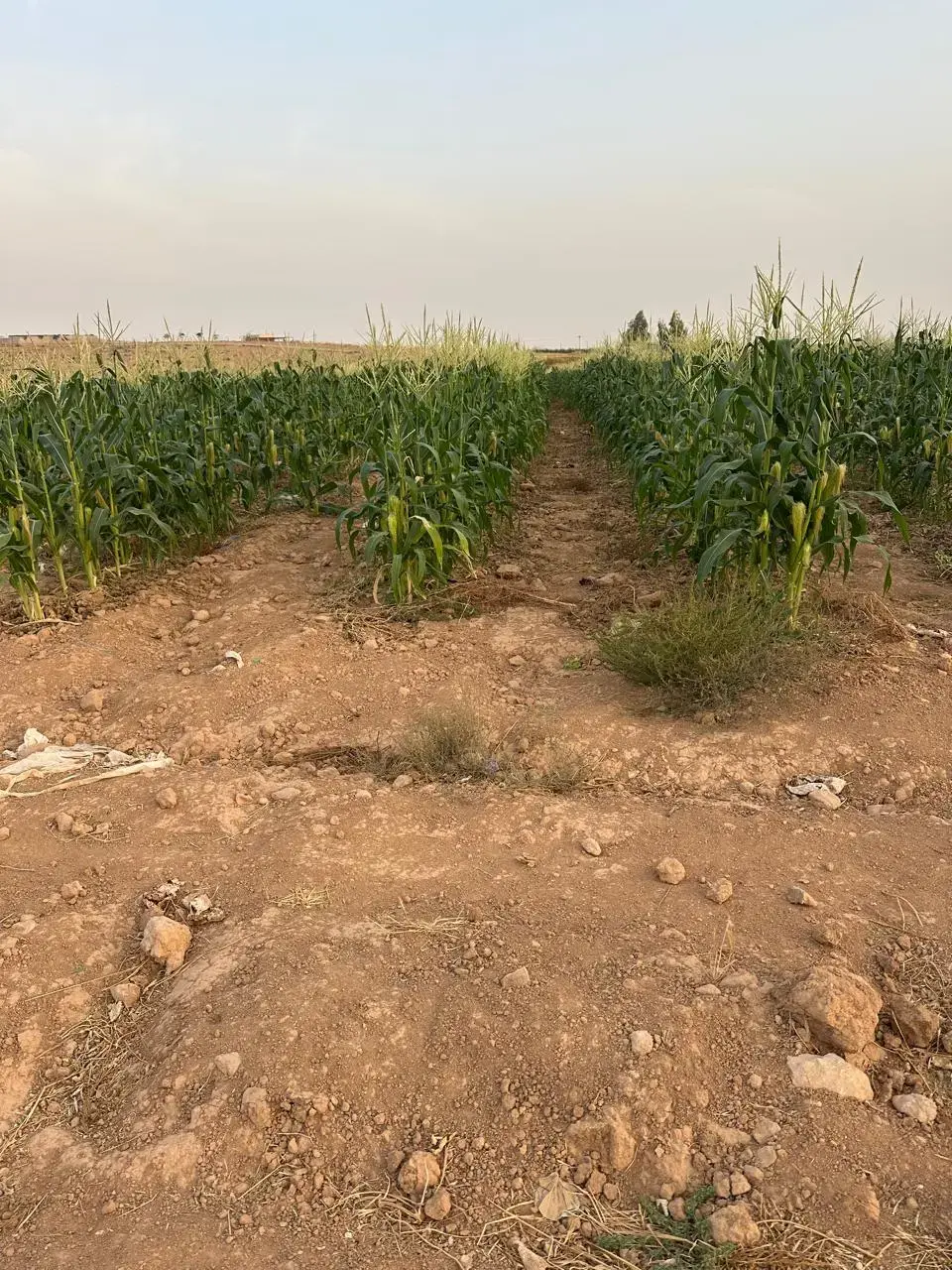 Land for sale in Thaghrat Al-Gub – photo 4