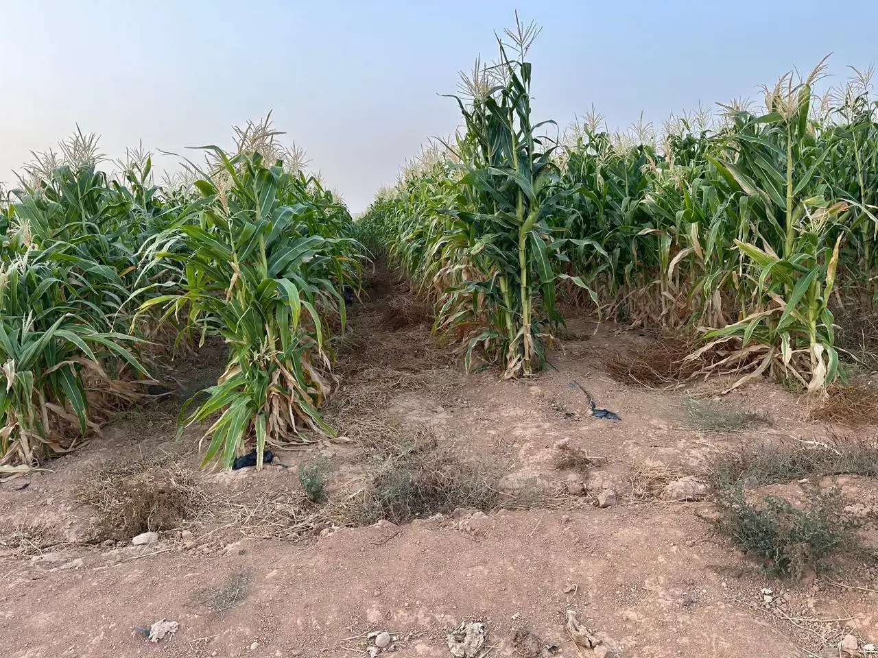 Land for sale in Thaghrat Al-Gub – photo 9