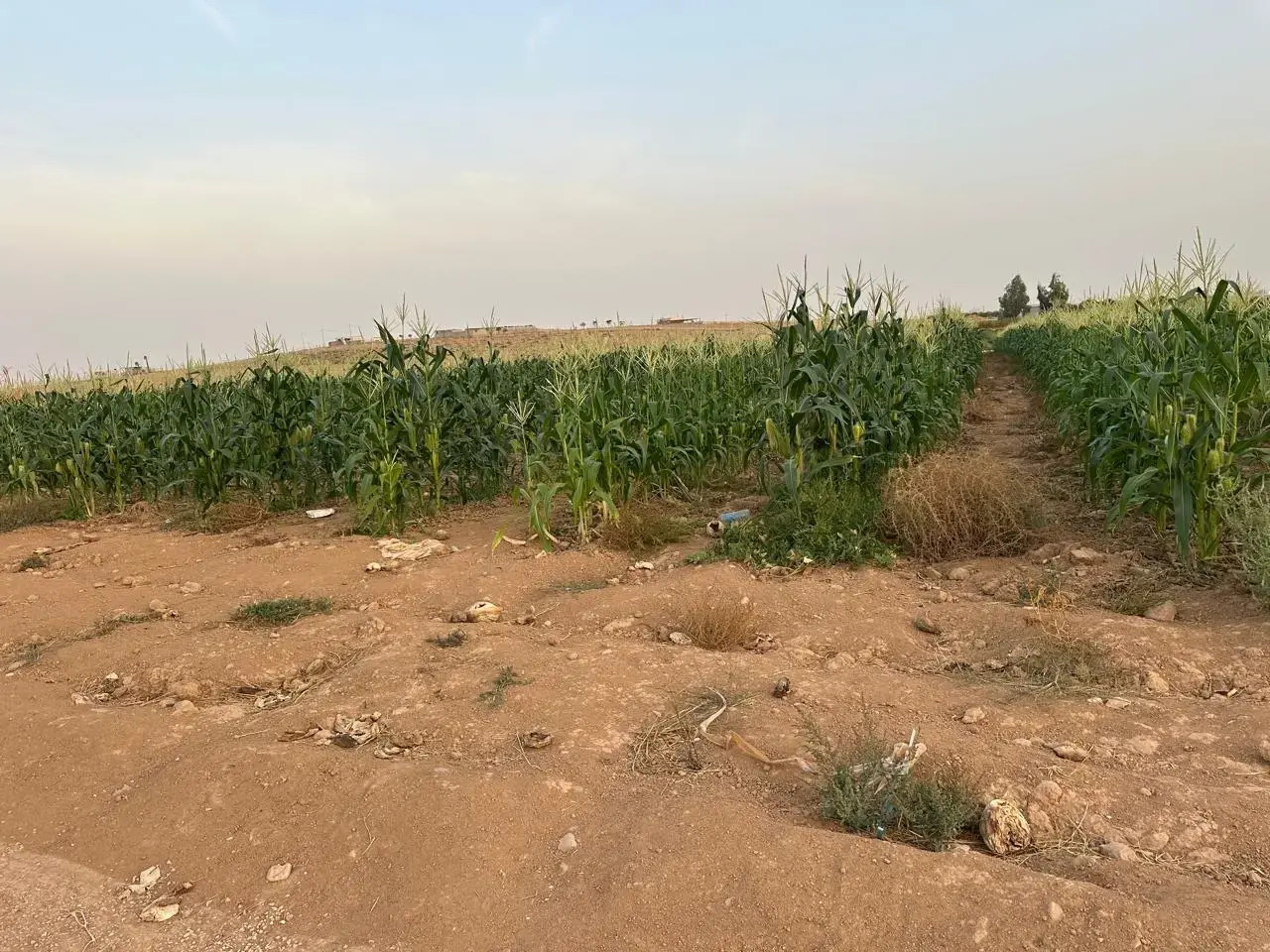Land for sale in Thaghrat Al-Gub – photo 5
