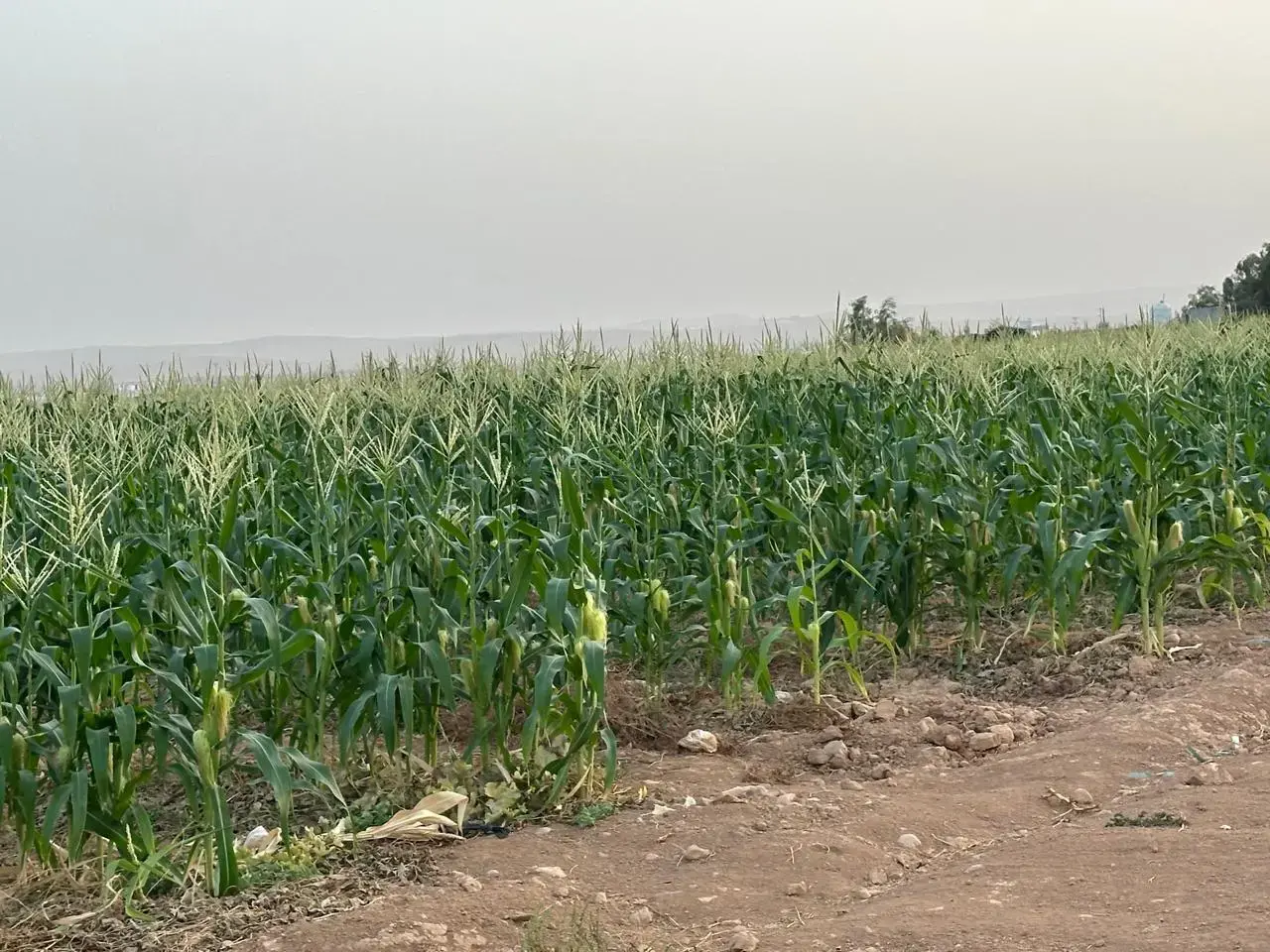 Level 3-dunum plot with its own title east of Bala'ama, near Al-Zaytouna