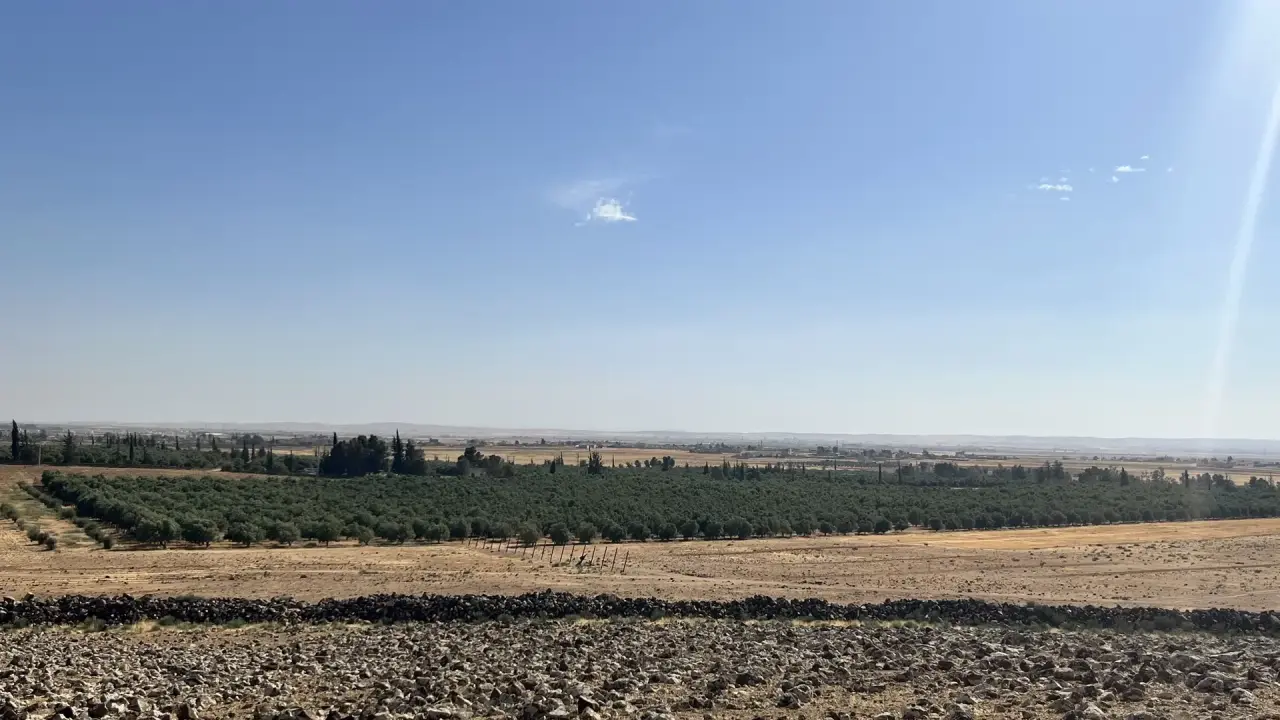12,000 olive trees on a 760-dunum farm in Um Al Jimal, Mafraq, with its own well and generator