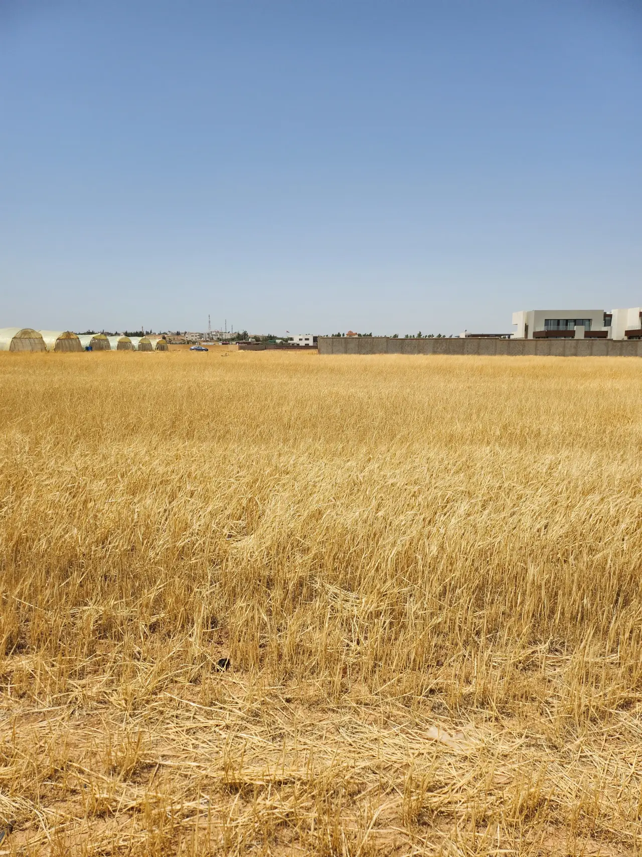 Land for sale in Umm Al-Amad – photo 2