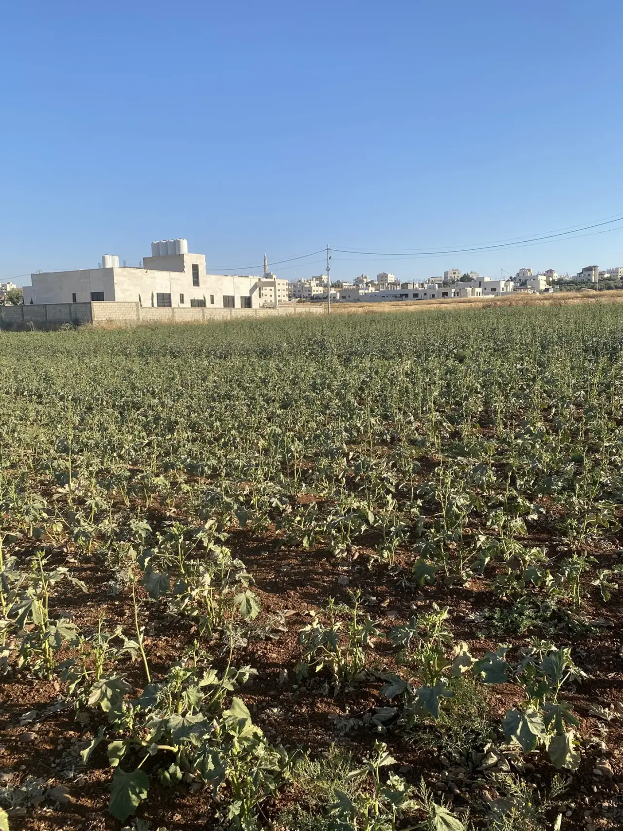 Land for sale in Jawa – photo 14