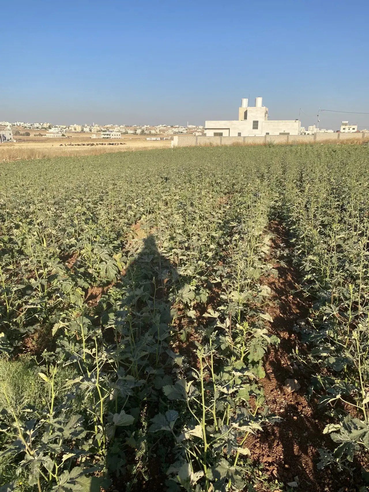 Land for sale in Jawa – photo 4