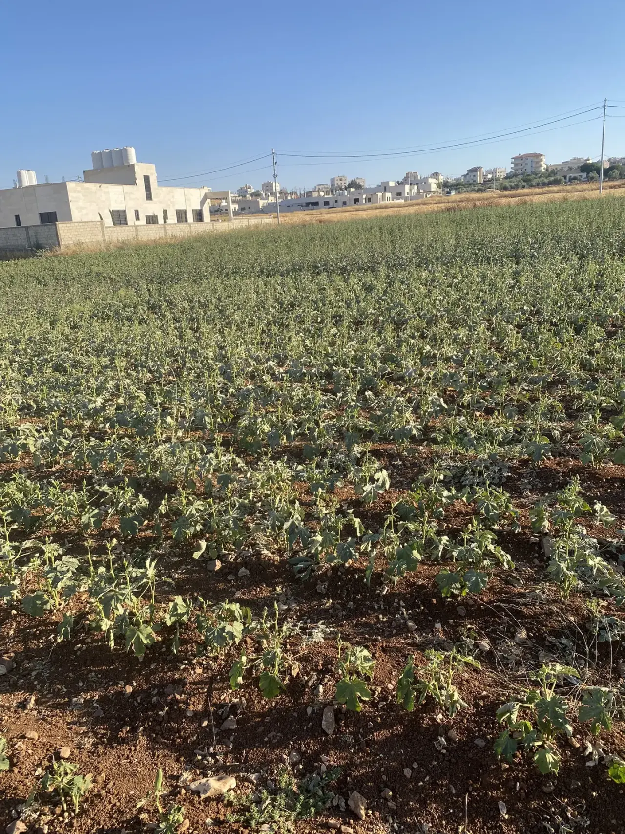 Land for sale in Jawa – photo 13