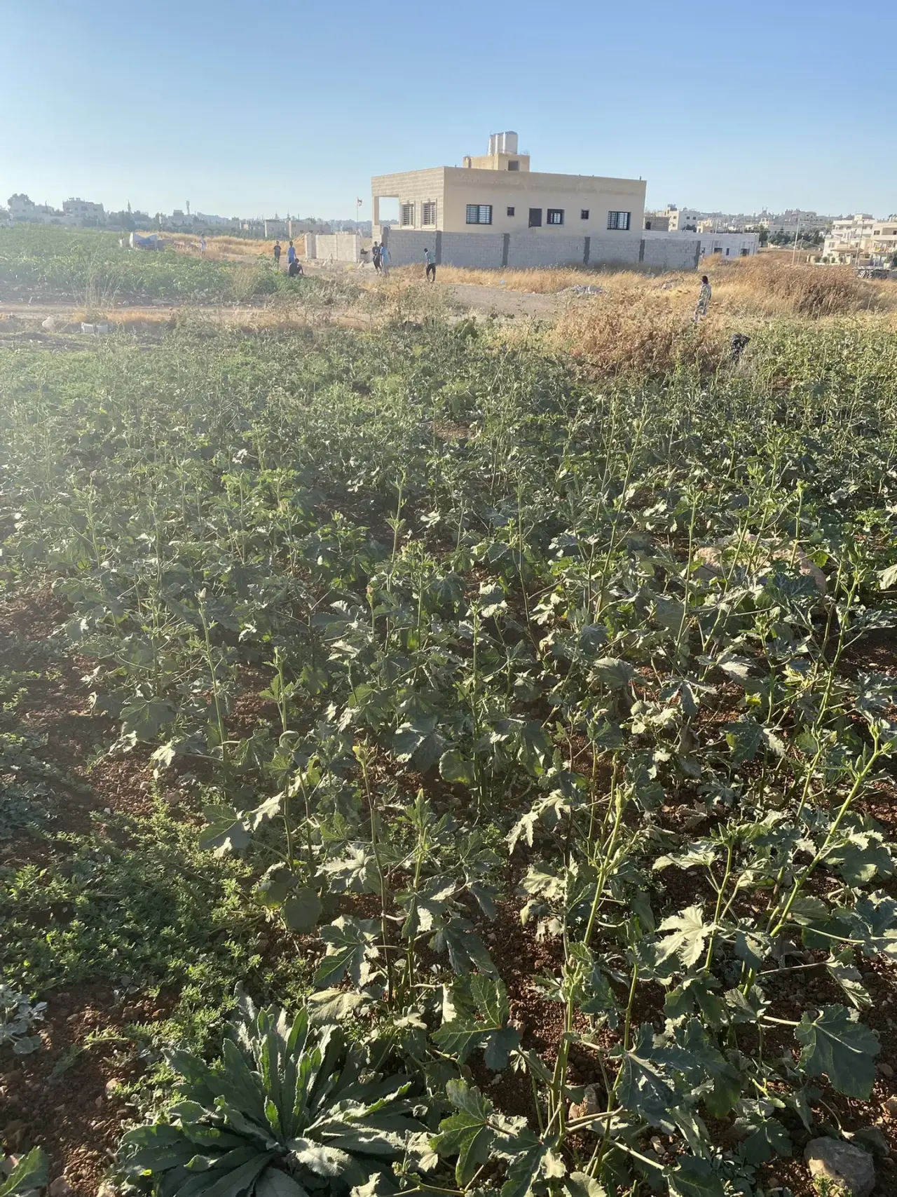 Land for sale in Jawa – photo 6