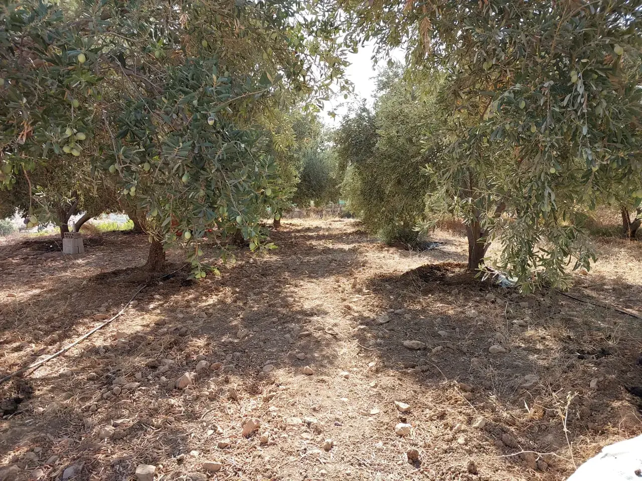 مزرعة مثمرة 4 دونمات في البحاث غرب عمّان