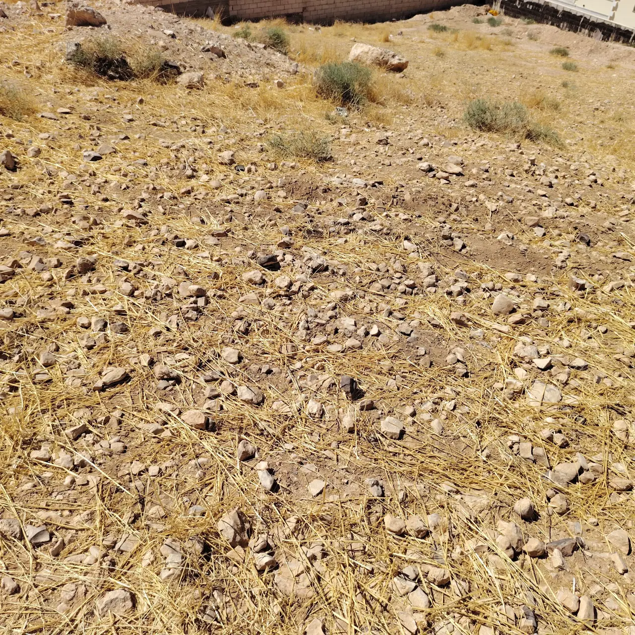 Land for sale in Alkhashafia – photo 8