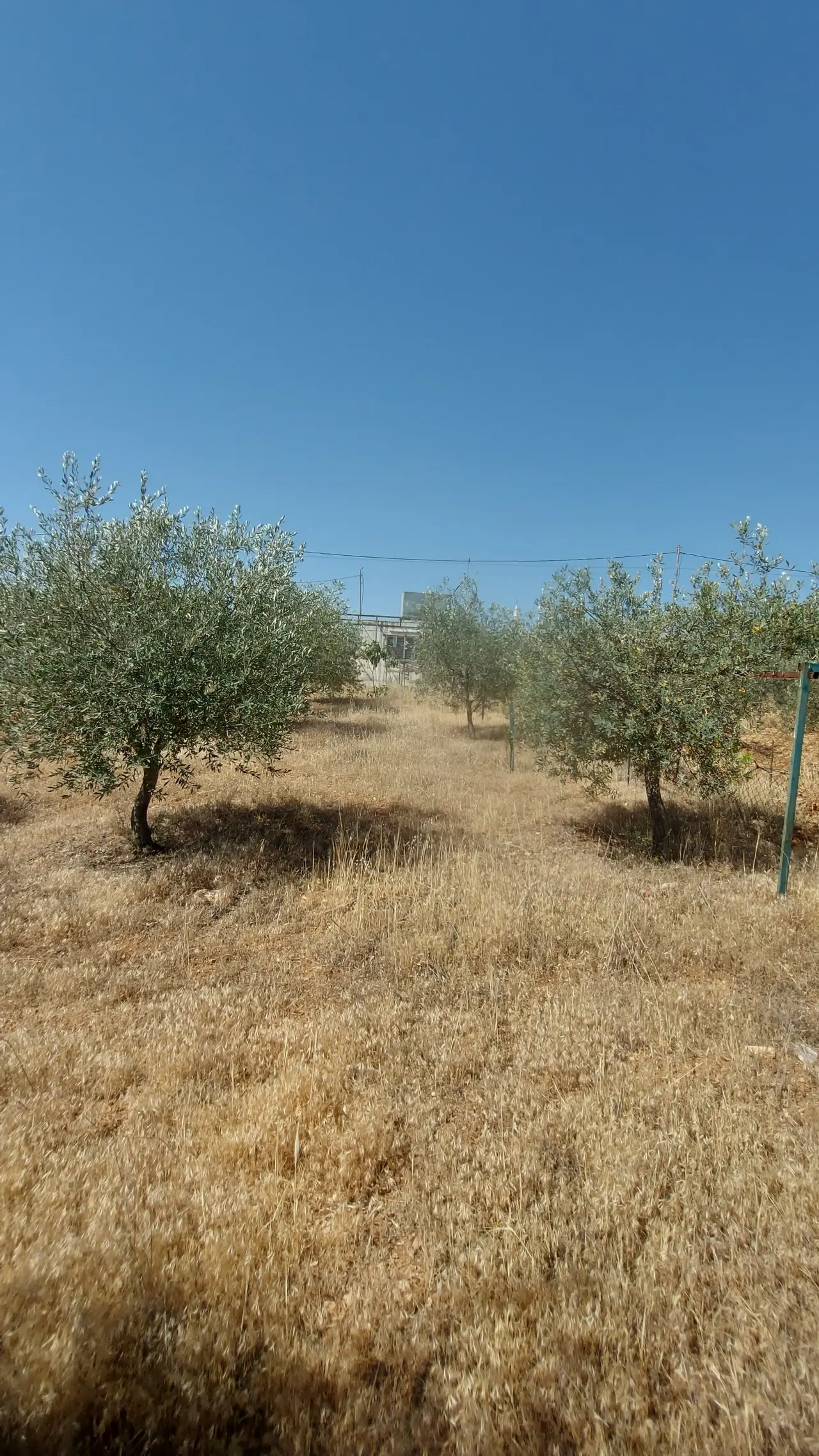 Land for sale in Salem – photo 2